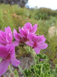 Fynbos collection: Wilde Malva & Orange soap